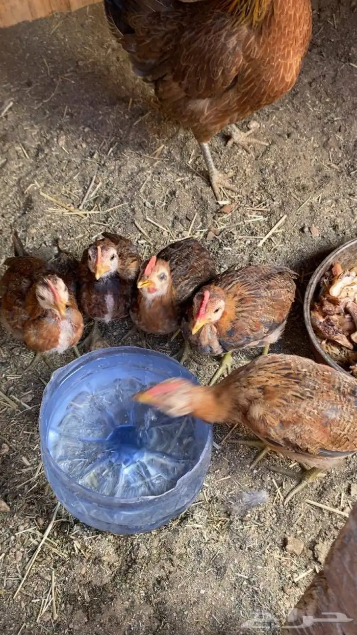 دجاج عربي اصيل فري نادر 4