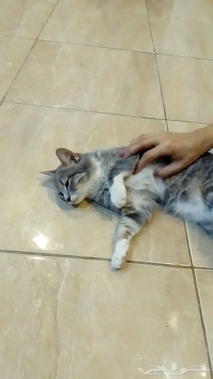للتبني قطط اليفه عمرها 8 شهور 1