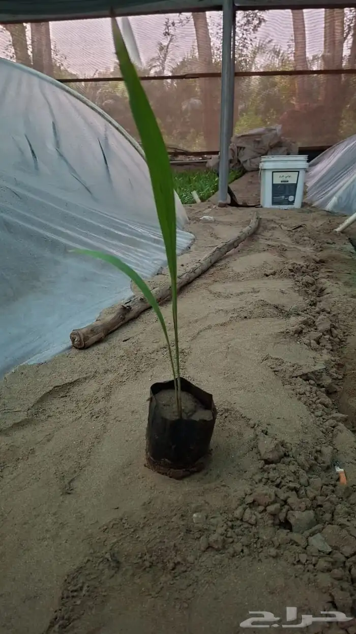 نخل واشنطني درجه اولى 1