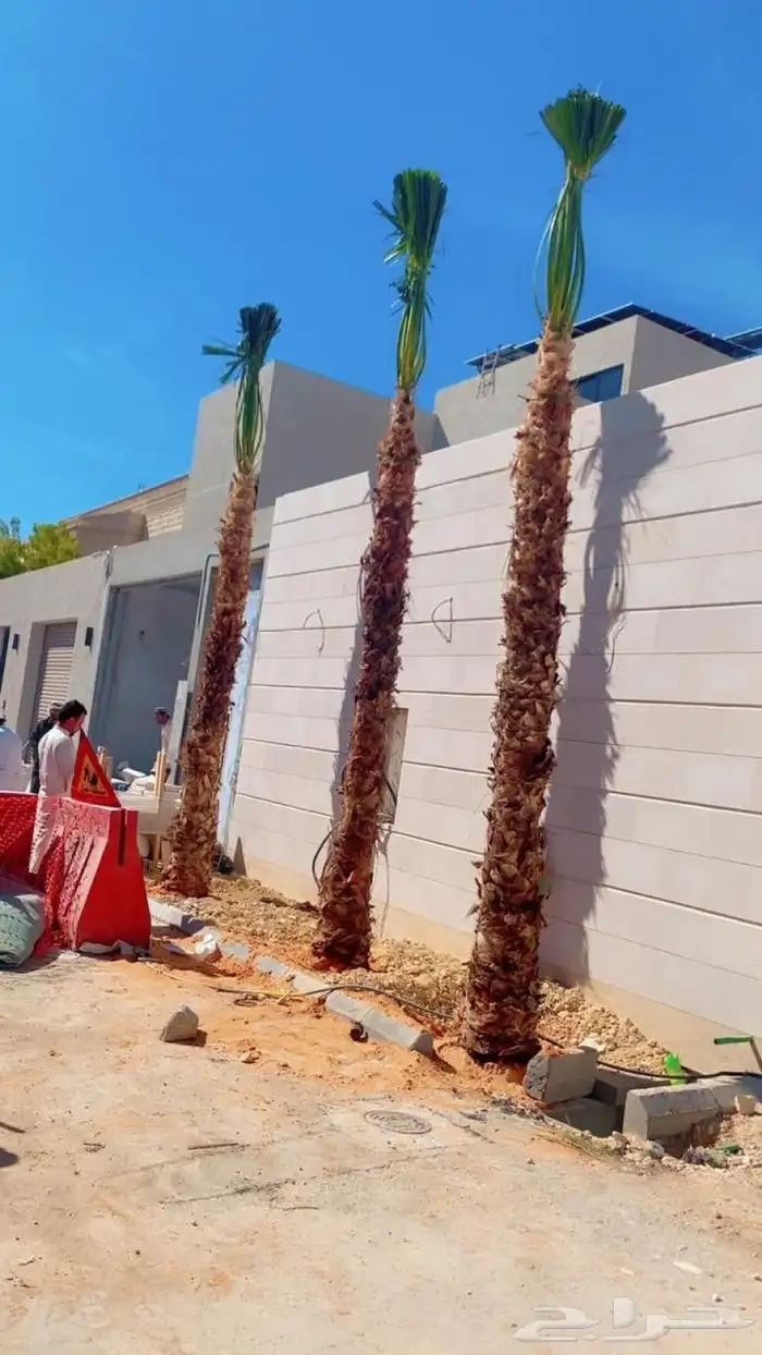 يوجد لدينا توريد جميع انواع نخيل وشبوك 0