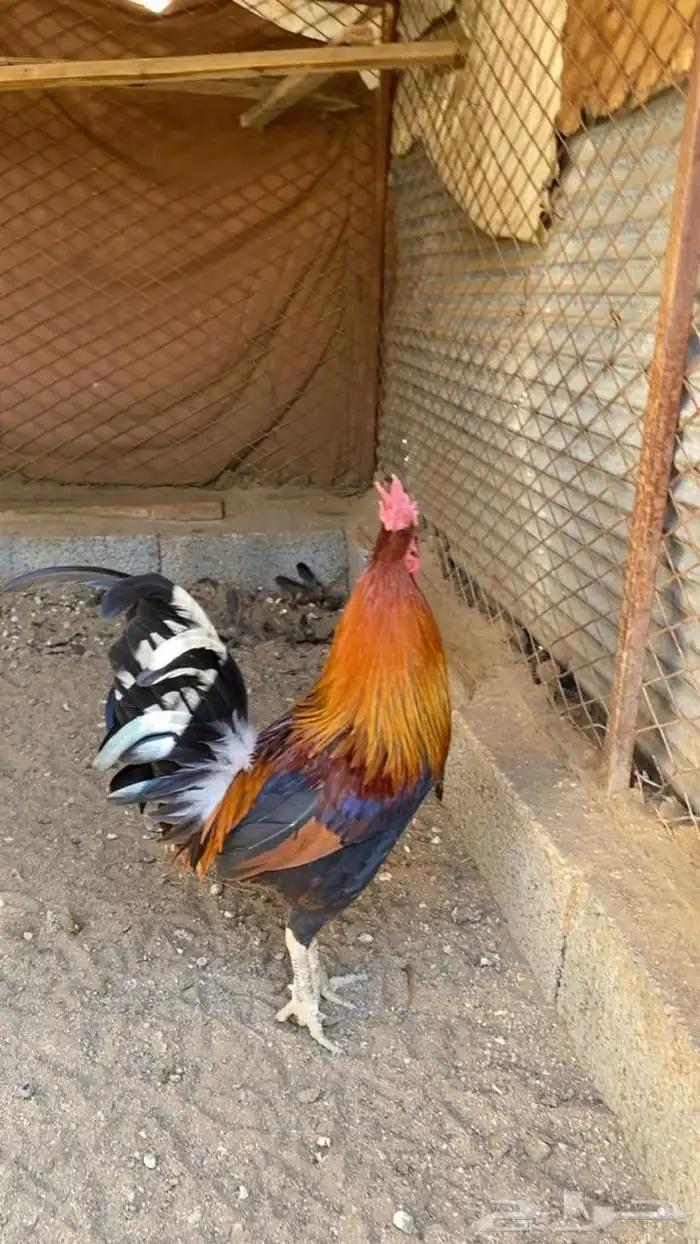 دجاج عربي اصيل فري نادر 8