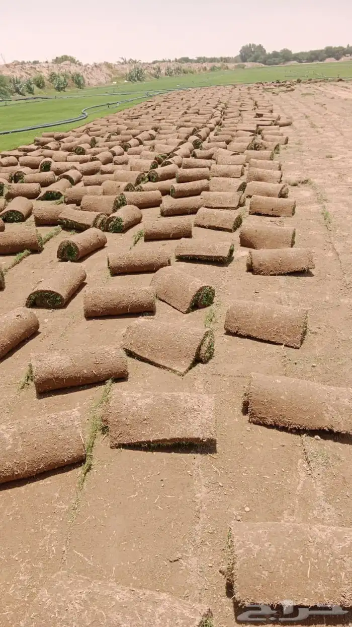 ثيل طبيعي صافي C2000 أمريكي مشروط 6