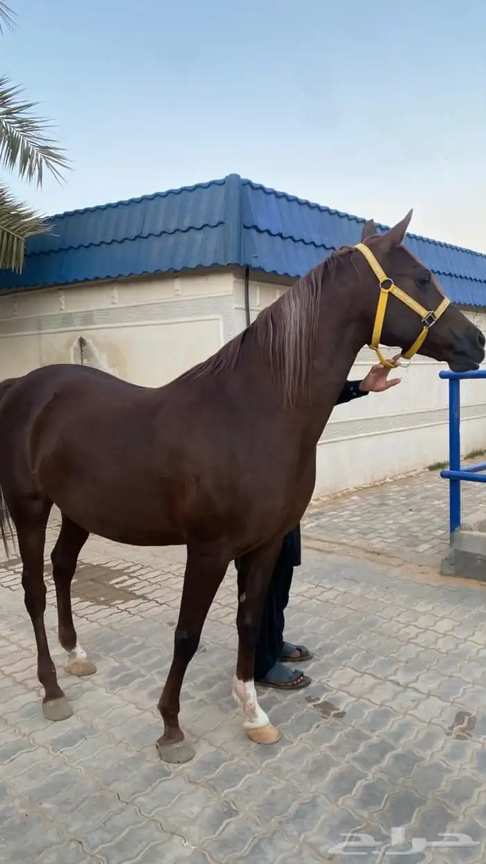 فرس واهو لقاح على فحل طيب بسعر مغري 2