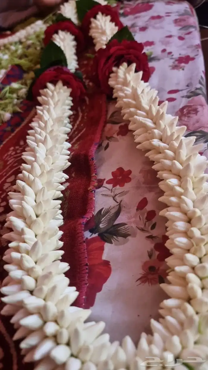 فل أشكال وأنواع 17