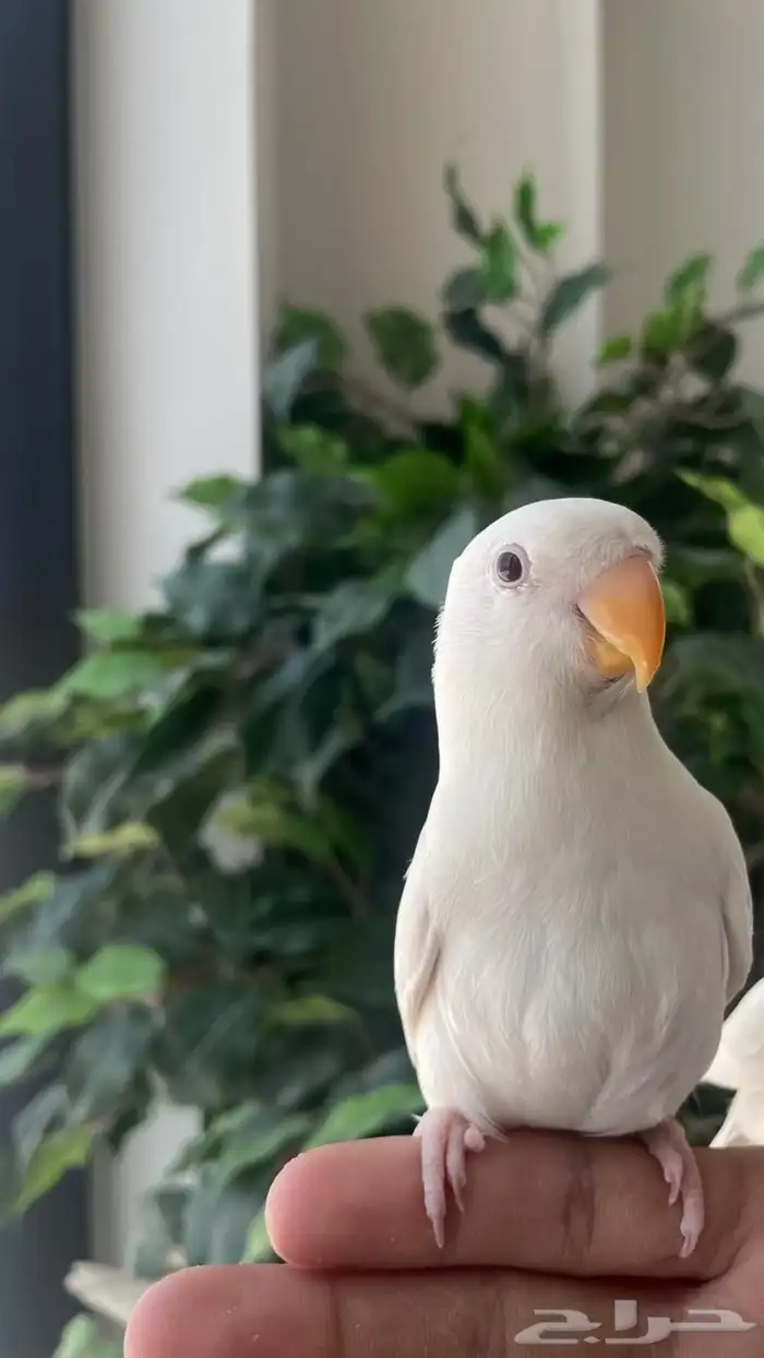 عصفور روز اليف وهد د 0