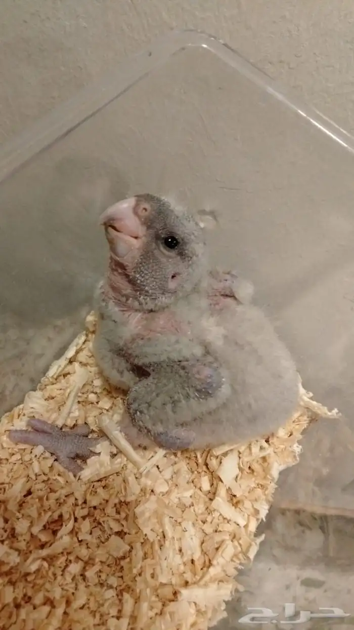 محمية الطيور المغردة 0