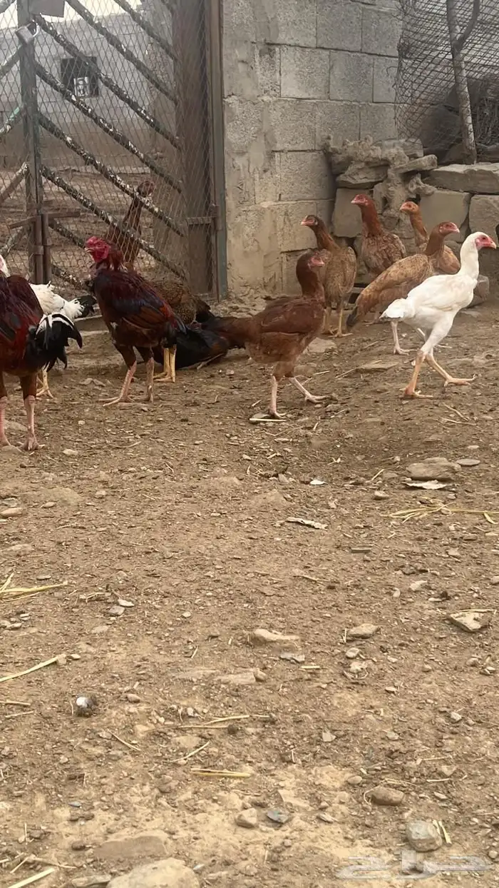 دجاج باكستاني فاخر ( تم البيع ) 0