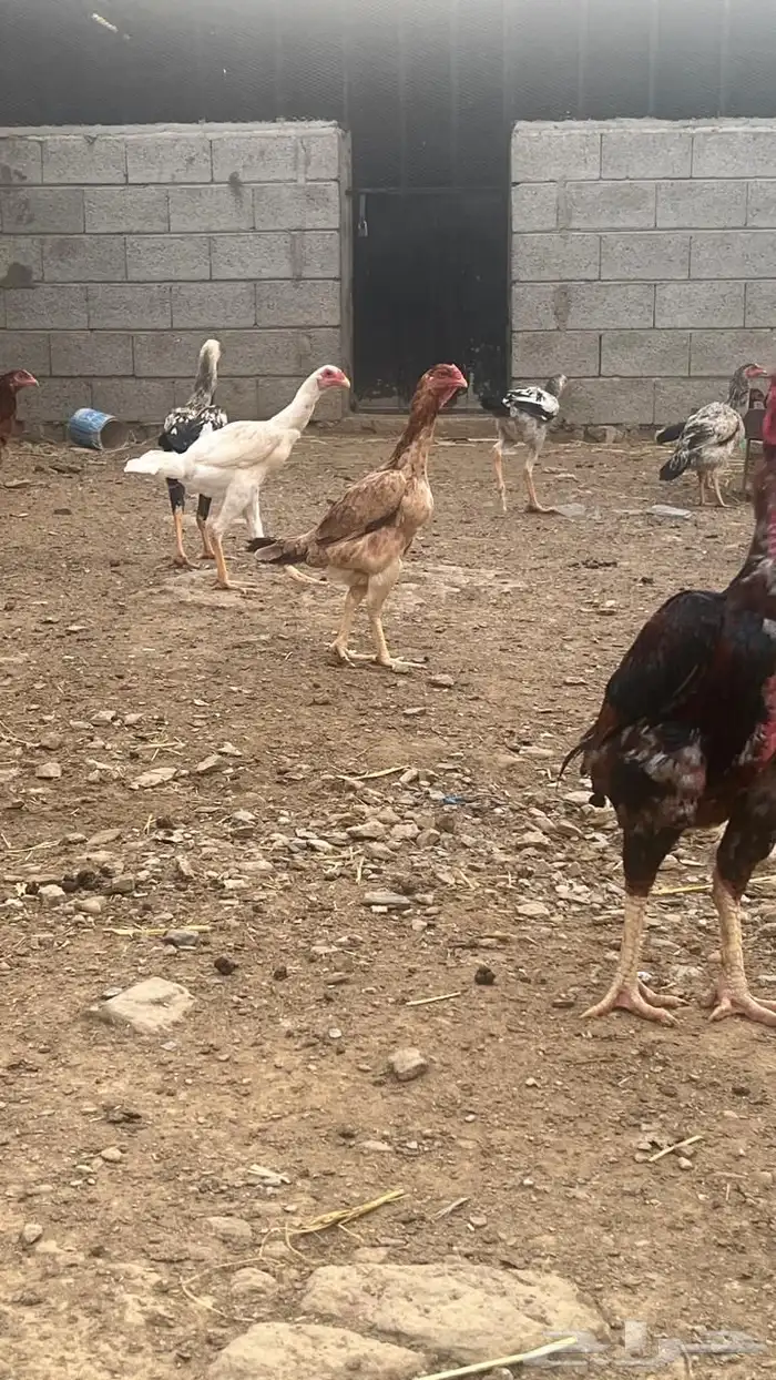 دجاج باكستاني فاخر ( تم البيع ) 3