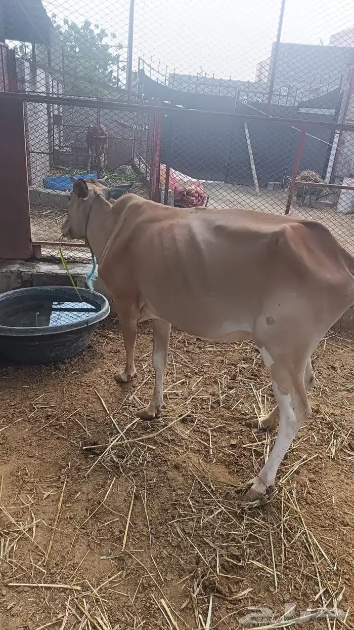 بقر وحسلان للبيع 0