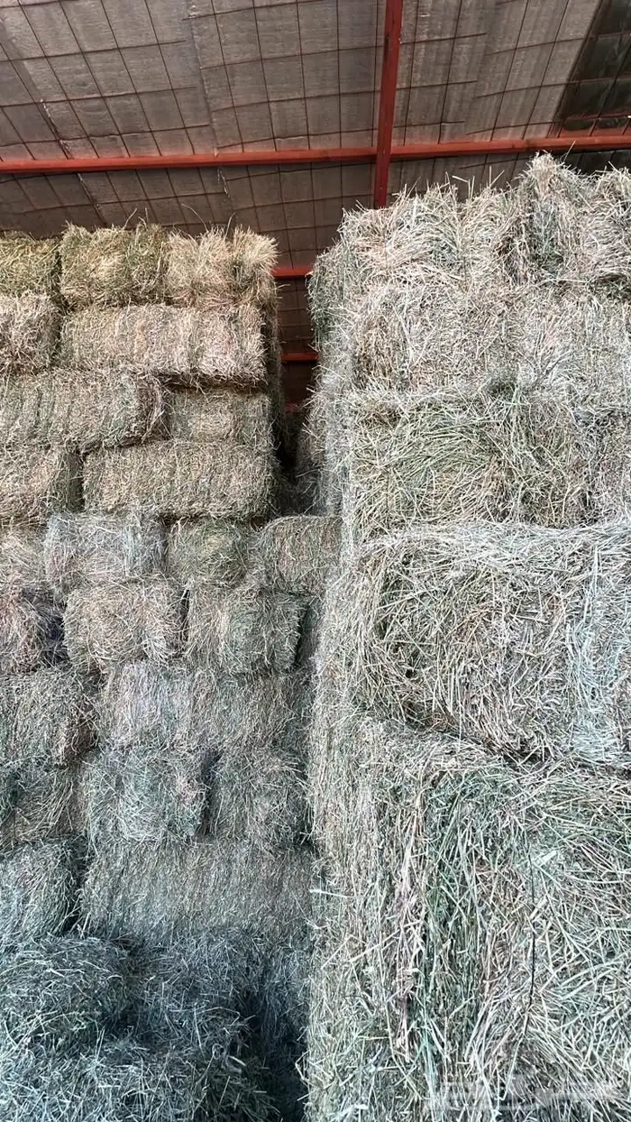 برسم مخلوط رودس 0