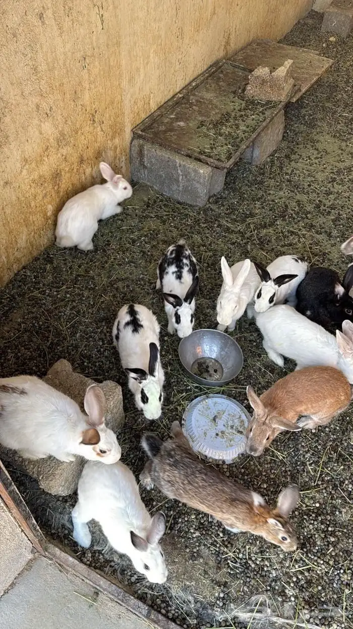 للبيع ذكران وإناث ارانب 1