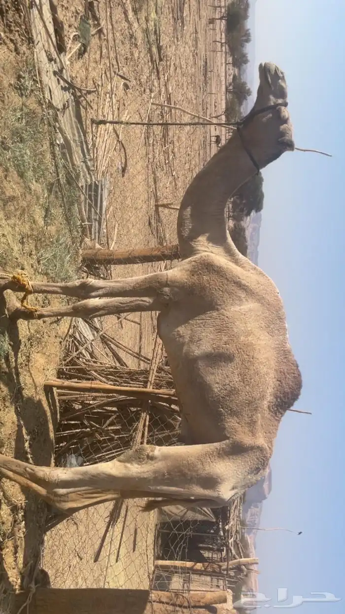 جمل حر 1