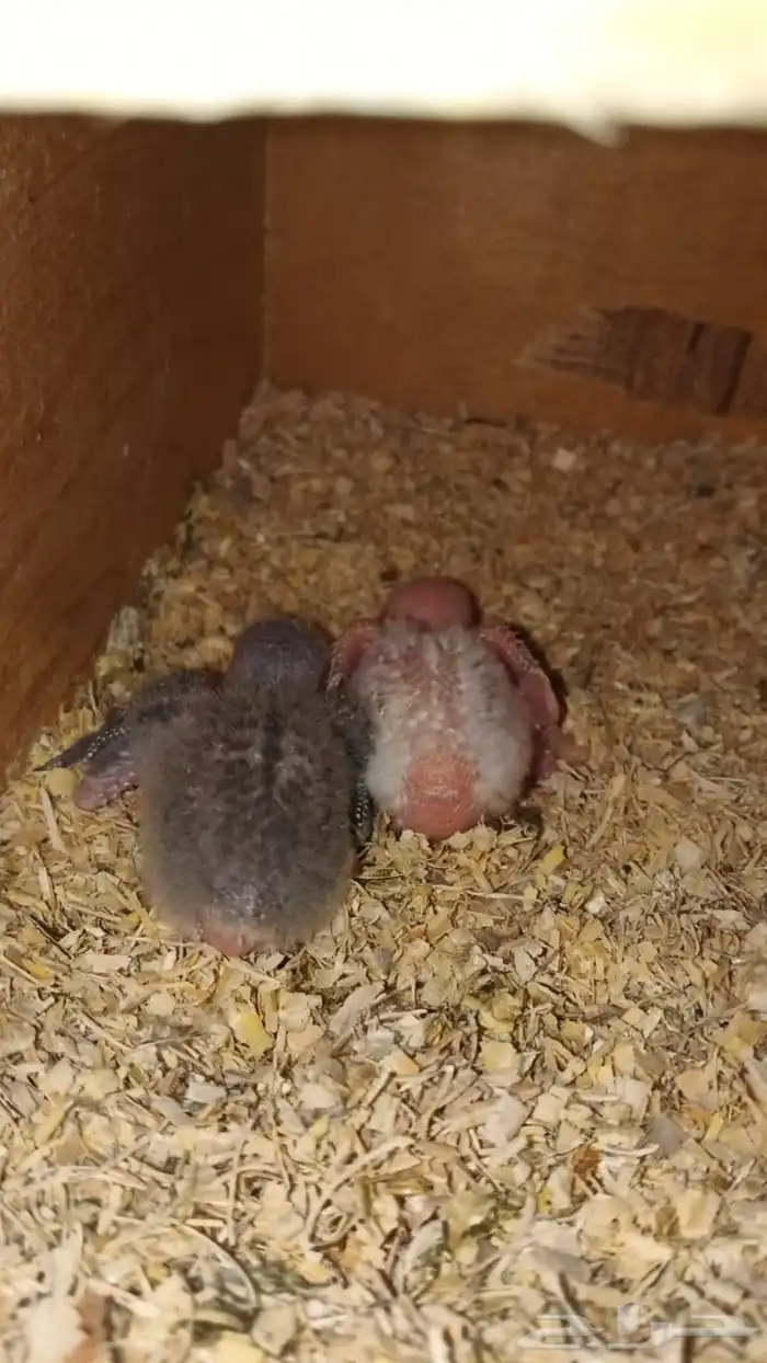 انثى روز منتج شرط شرط 1