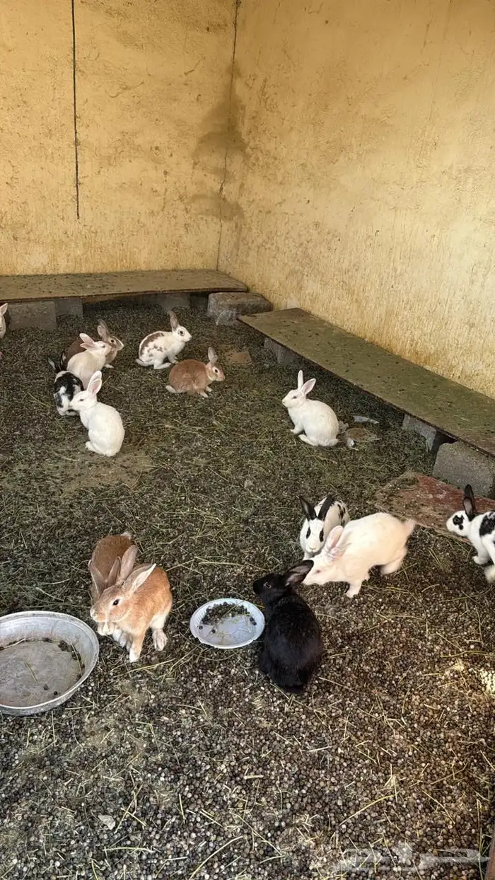 للبيع ذكران وإناث ارانب 0