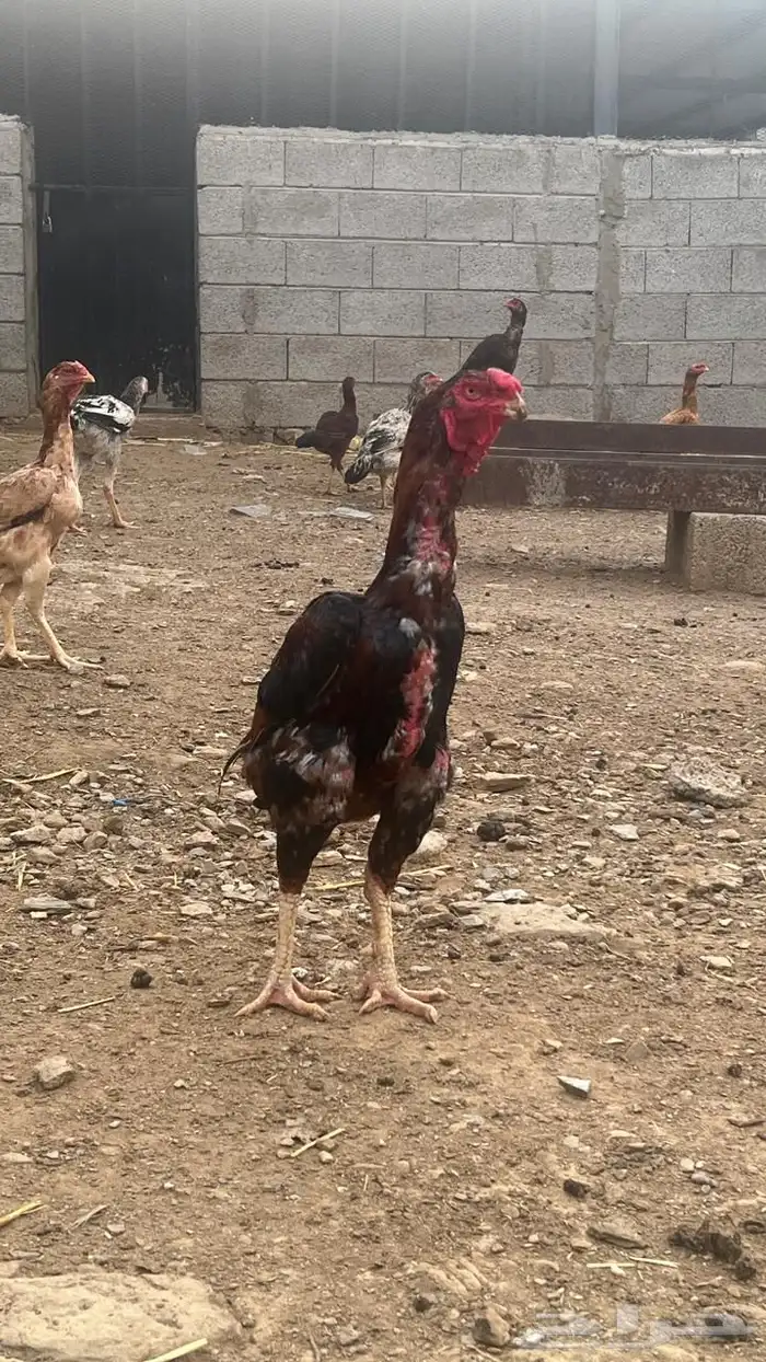 دجاج باكستاني فاخر ( تم البيع ) 4