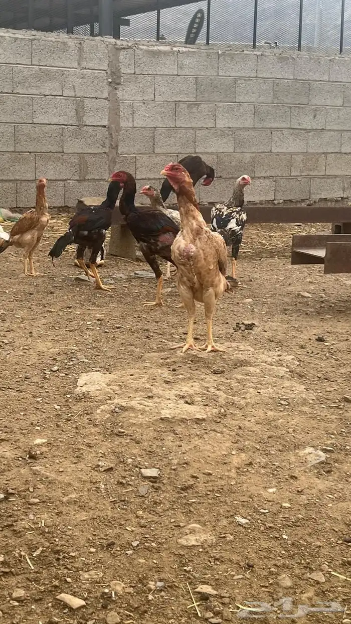 دجاج باكستاني فاخر ( تم البيع ) 1