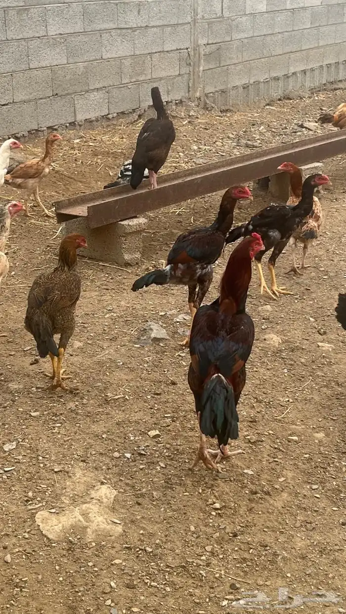 دجاج باكستاني فاخر ( تم البيع ) 5