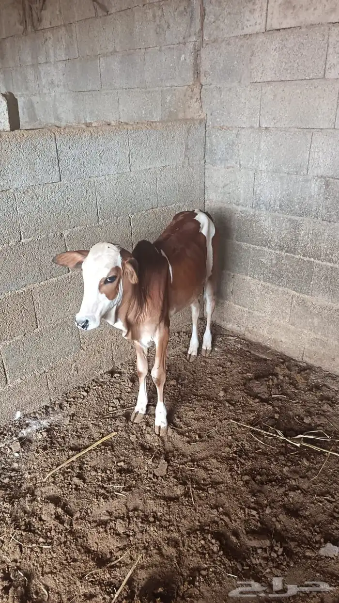 بقر وحسلان للبيع 4