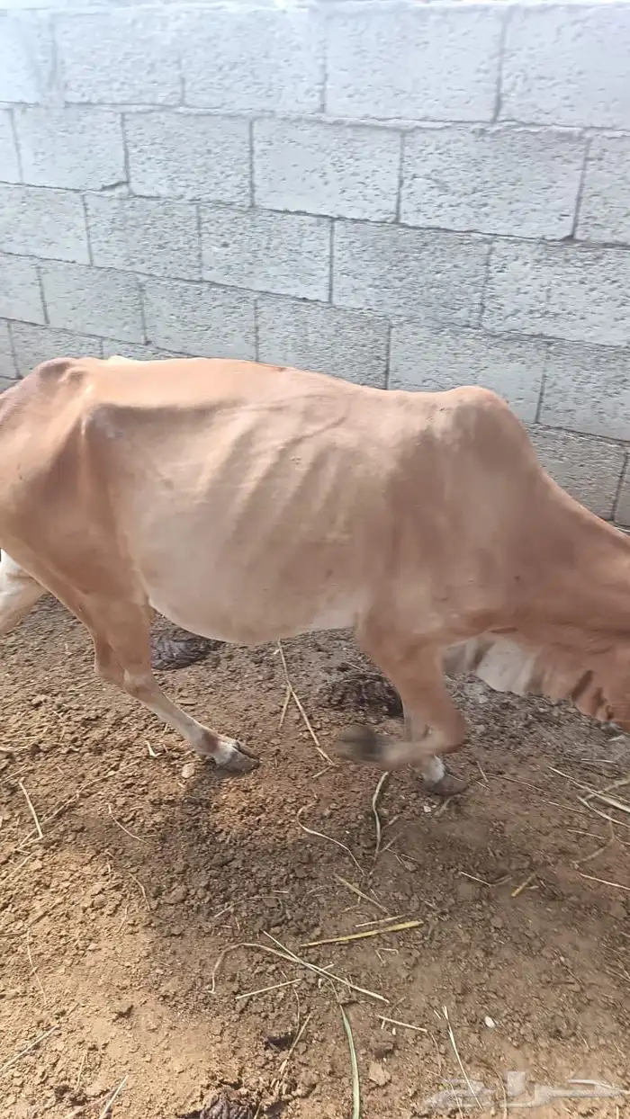بقر وحسلان للبيع 2