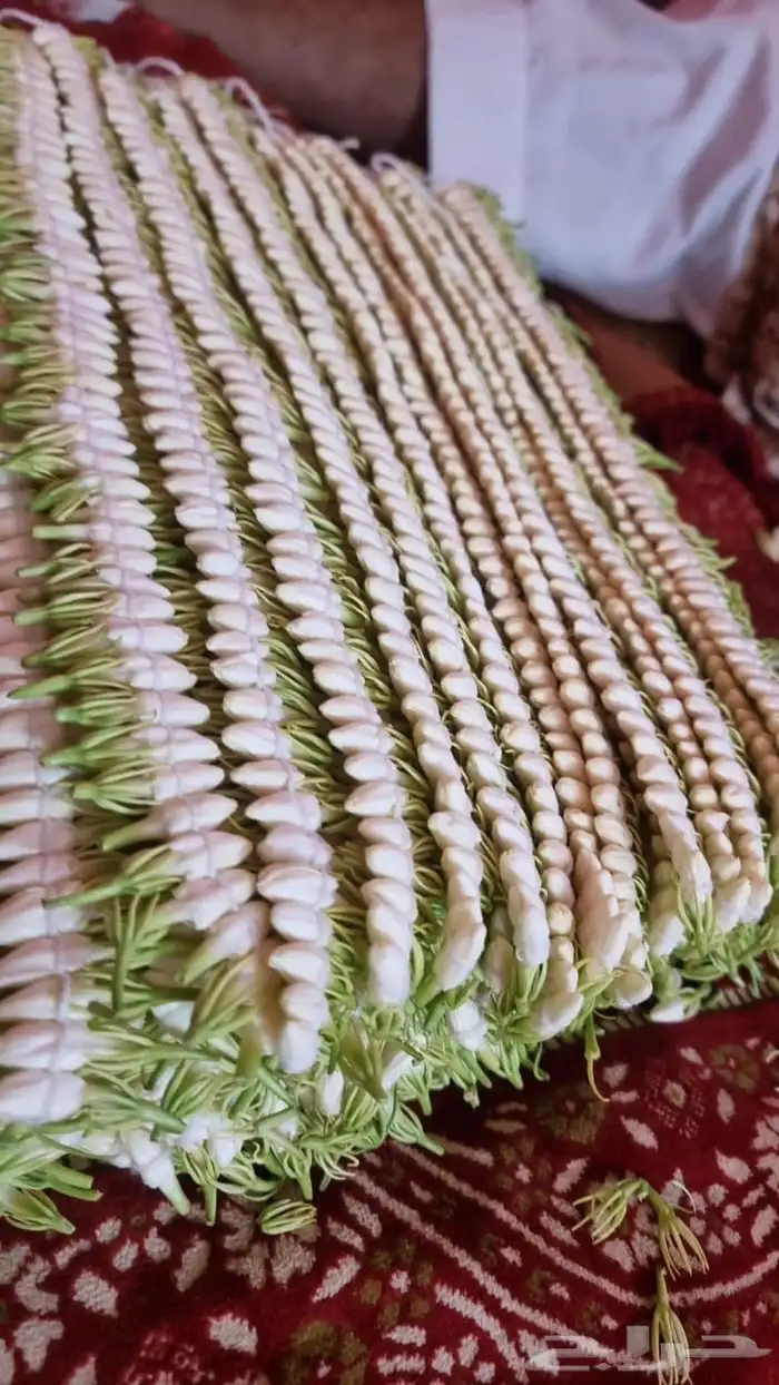 فل أشكال وأنواع 53