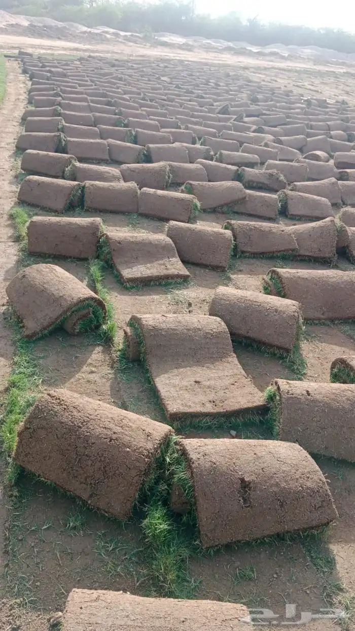 ثيل طبيعي صافي C2000 أمريكي مشروط 3