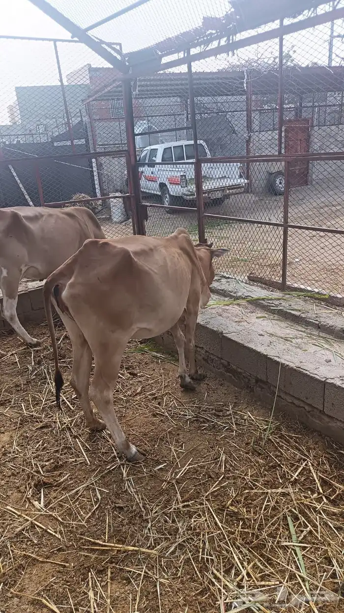 بقر وحسلان للبيع 1