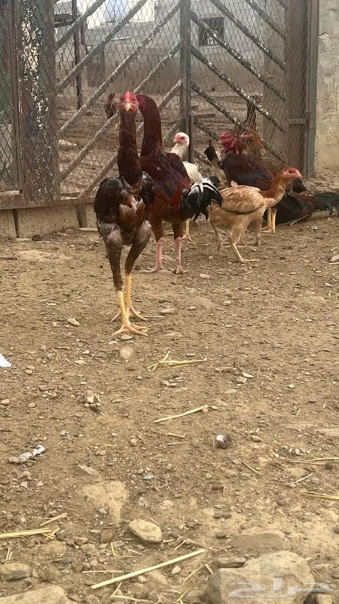 دجاج باكستاني فاخر ( تم البيع ) 2