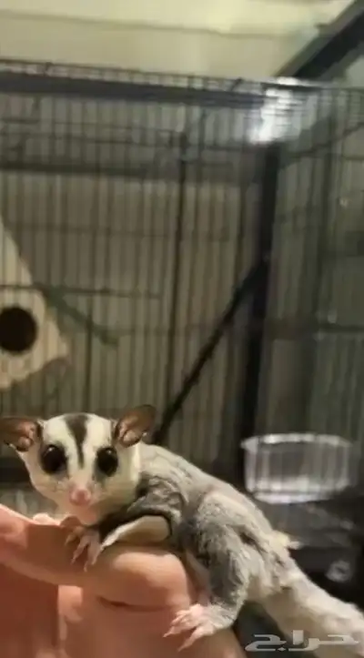 سنجاب طائر شوقر قلايدر 0