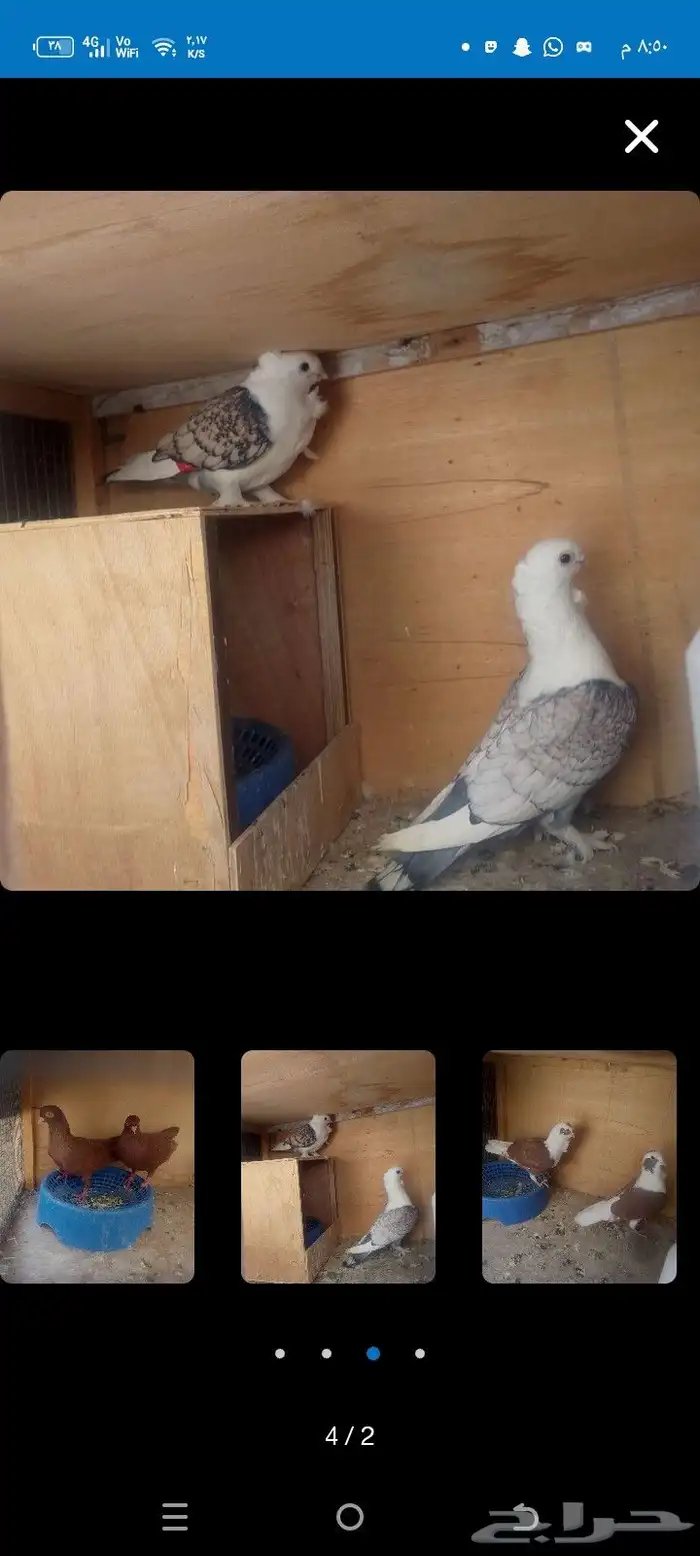 جواز لجوز50 ول بربريسي90 2