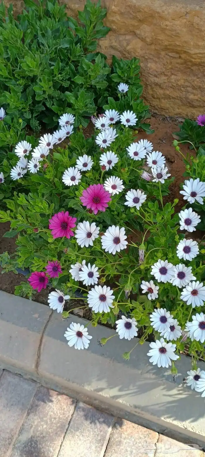 مشاتل الرياض للاشجار 2