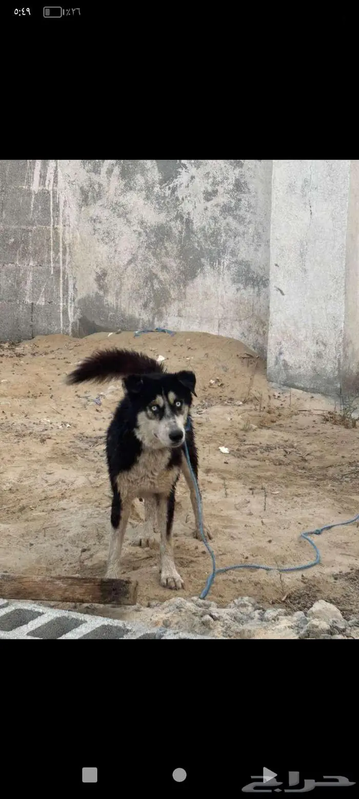 كلب هاسكي العمر 3 سنين الحد250 0