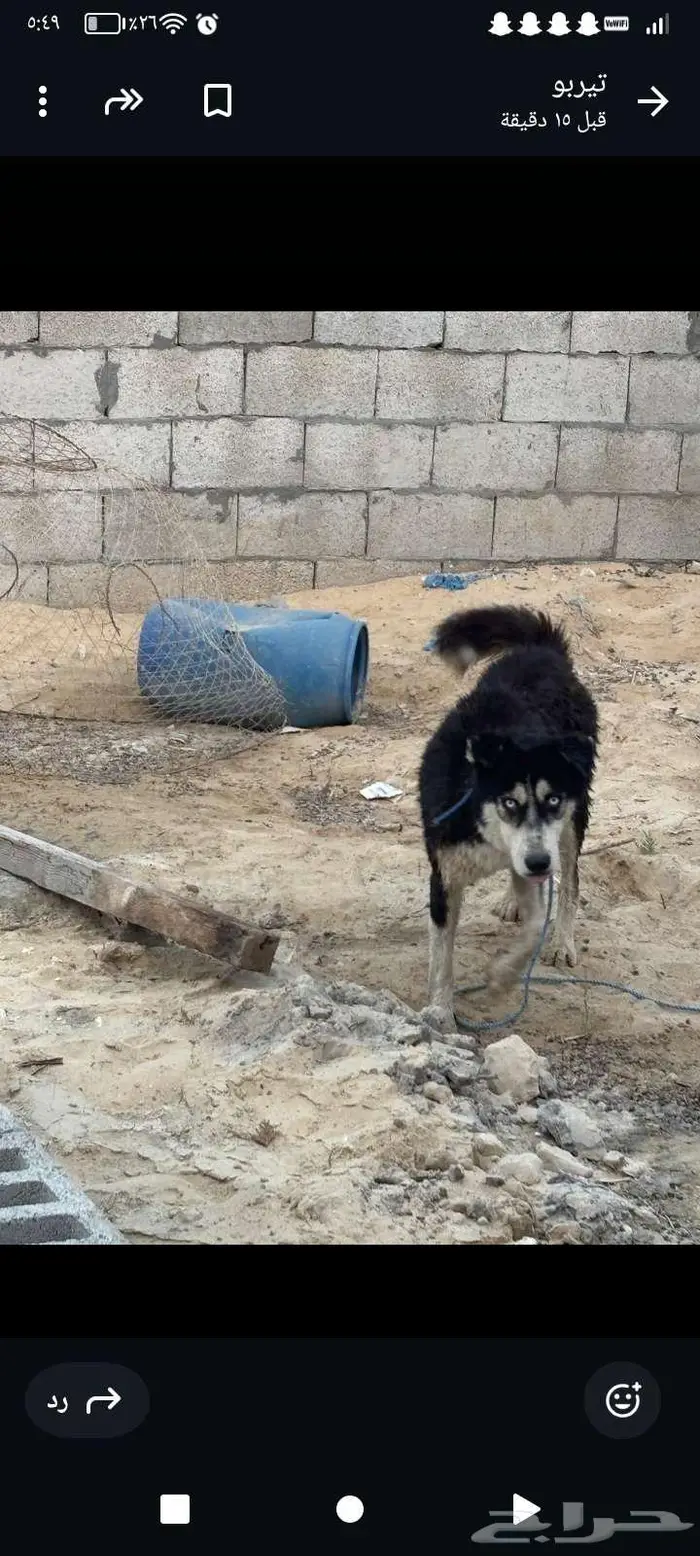 كلب هاسكي العمر 3 سنين الحد250 1