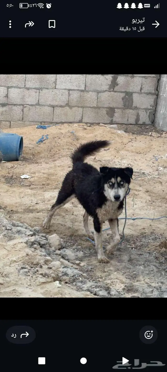 كلب هاسكي العمر 3 سنين الحد250 2