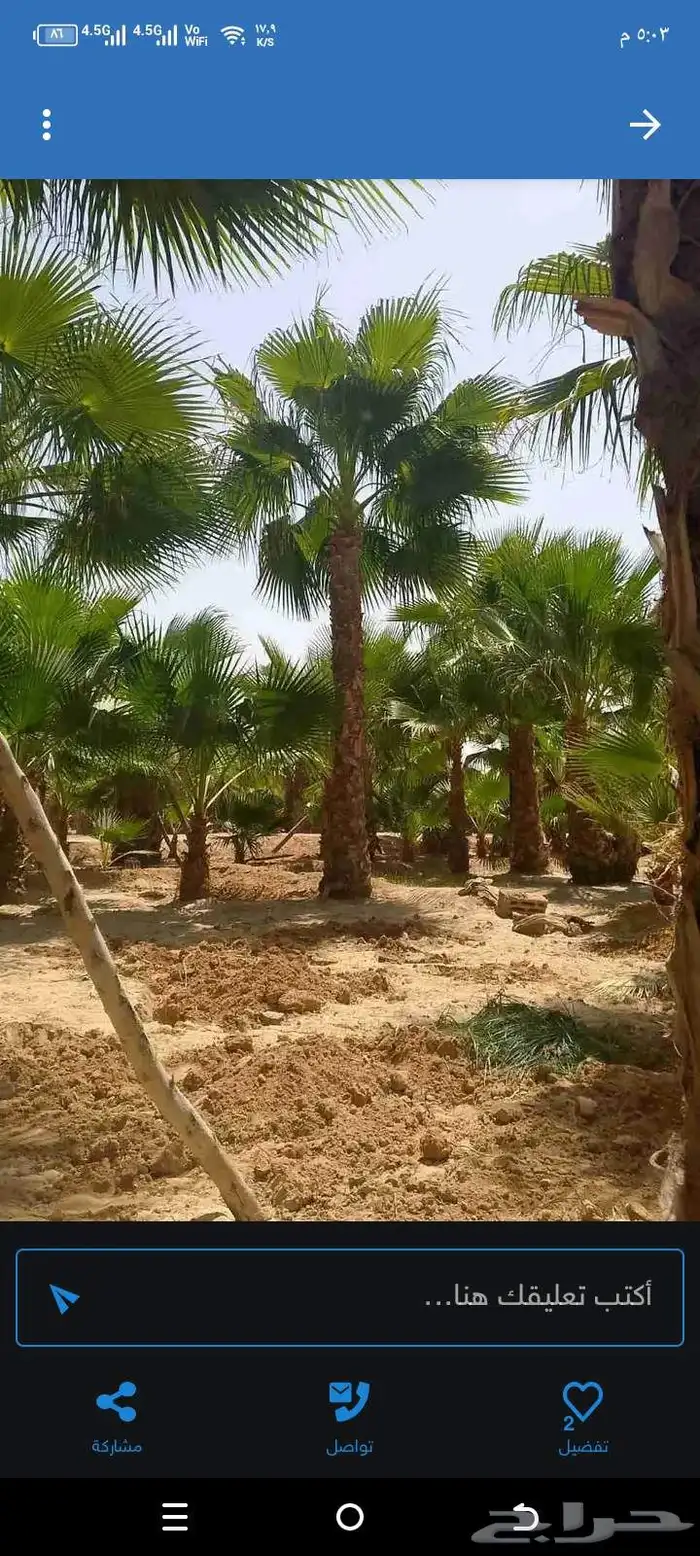 نخل واشنطني زينه امريكي ابومروحه 5