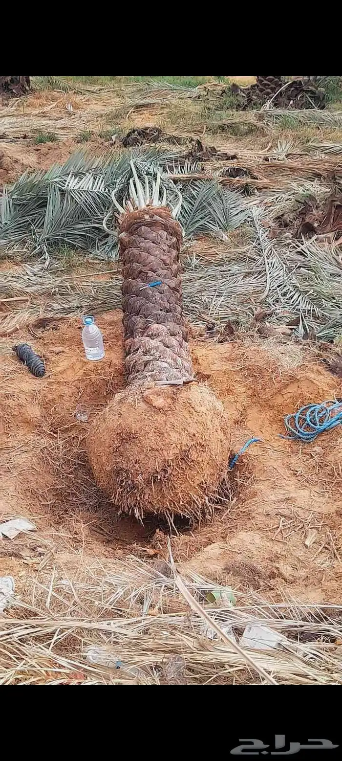 نخل مثمر اخلاص صقعي مجدول برحي نبوت نخل واشنطني زينه 5