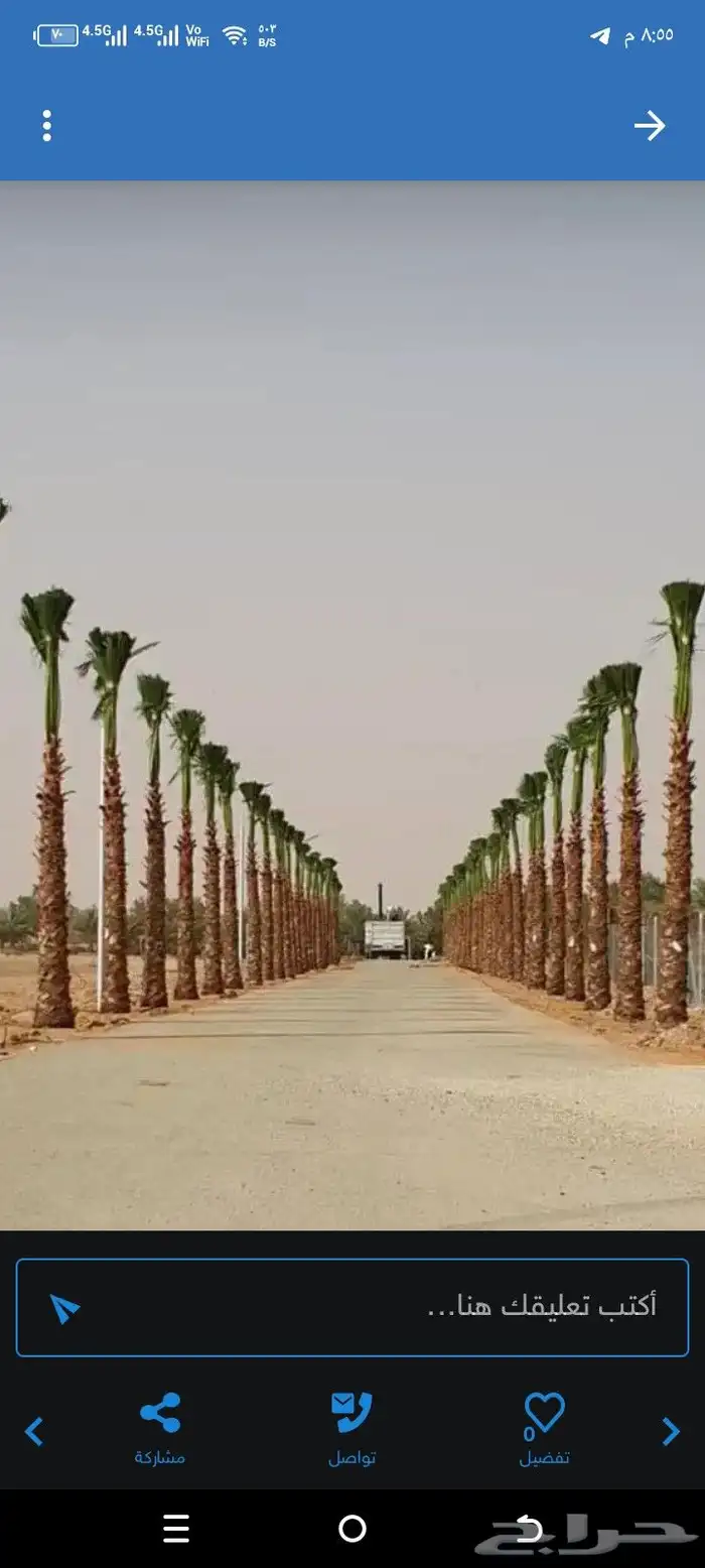 نخل واشنطني زينه امريكي ابومروحه 4