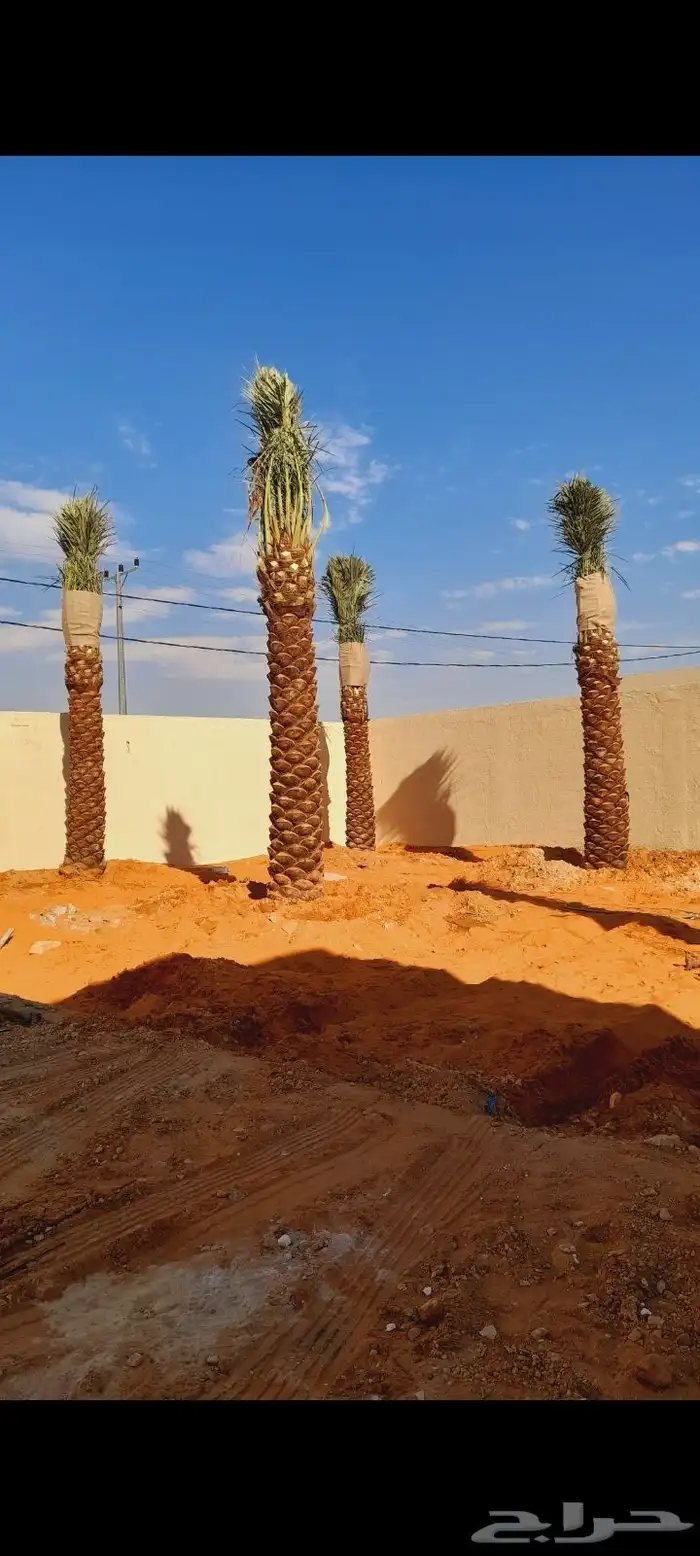 نخل مثمر اخلاص صقعي مجدول برحي نبوت نخل واشنطني زينه 4