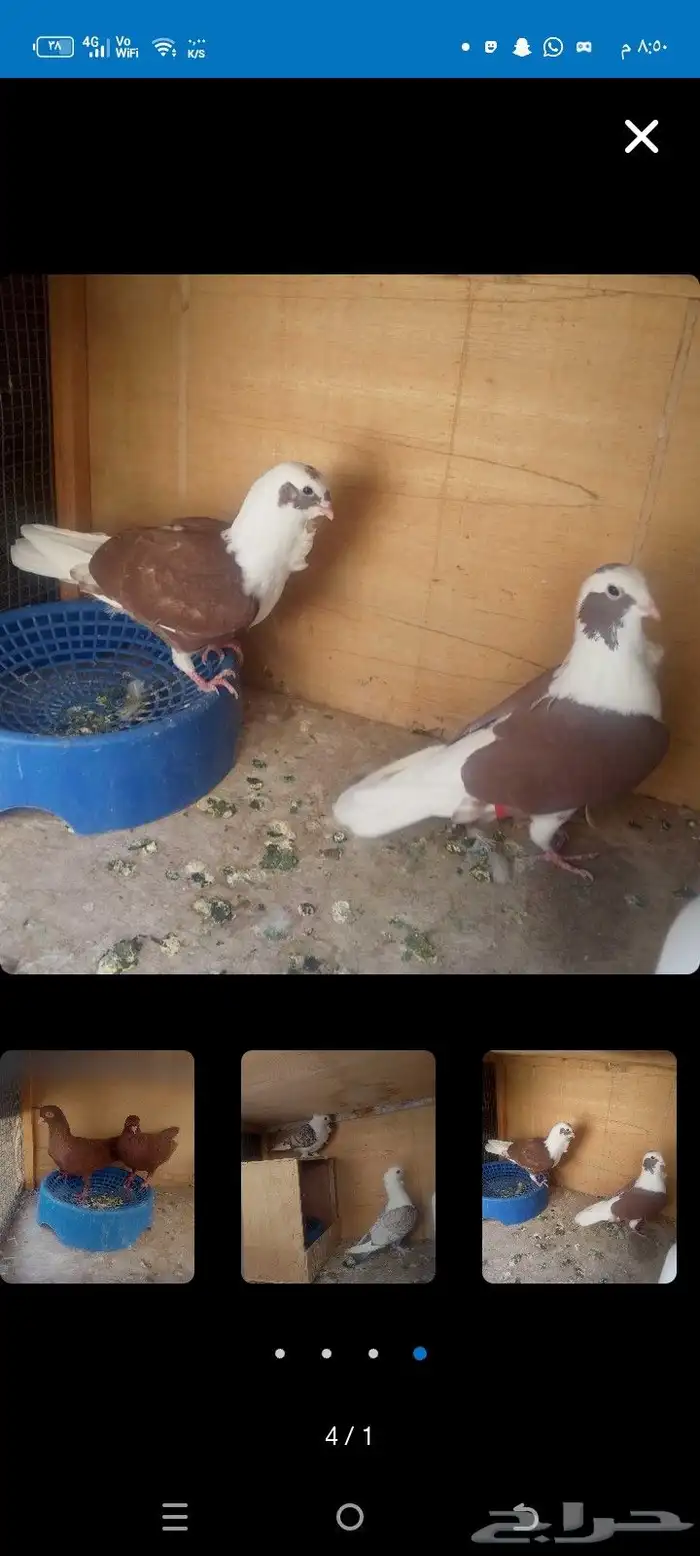 جواز لجوز50 ول بربريسي90 0