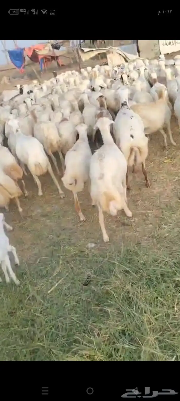 ضان رفيدي قرايب الا شرط سن طيب جروم طيب العدد ميه فين اصامل 0