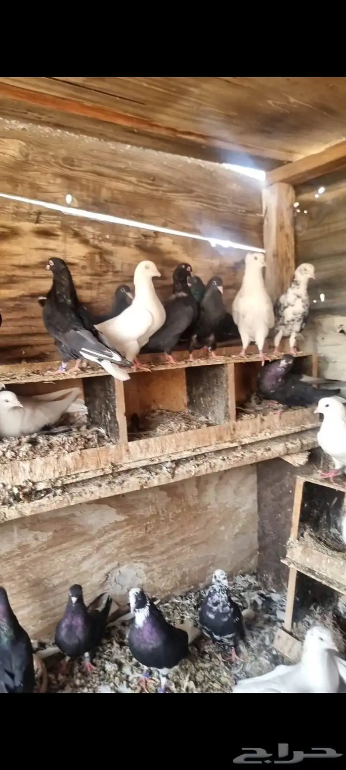 حمام قطايف 0