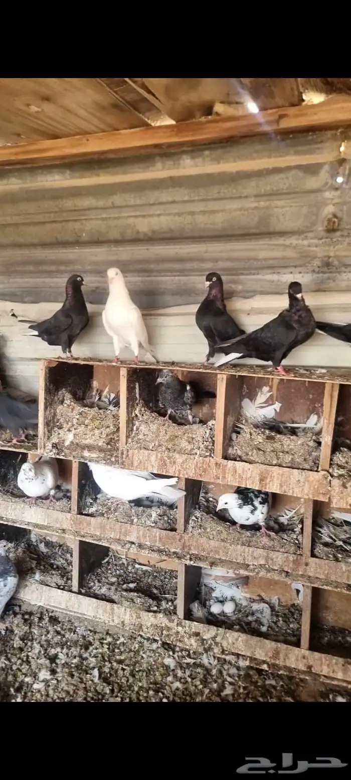 حمام قطايف 2