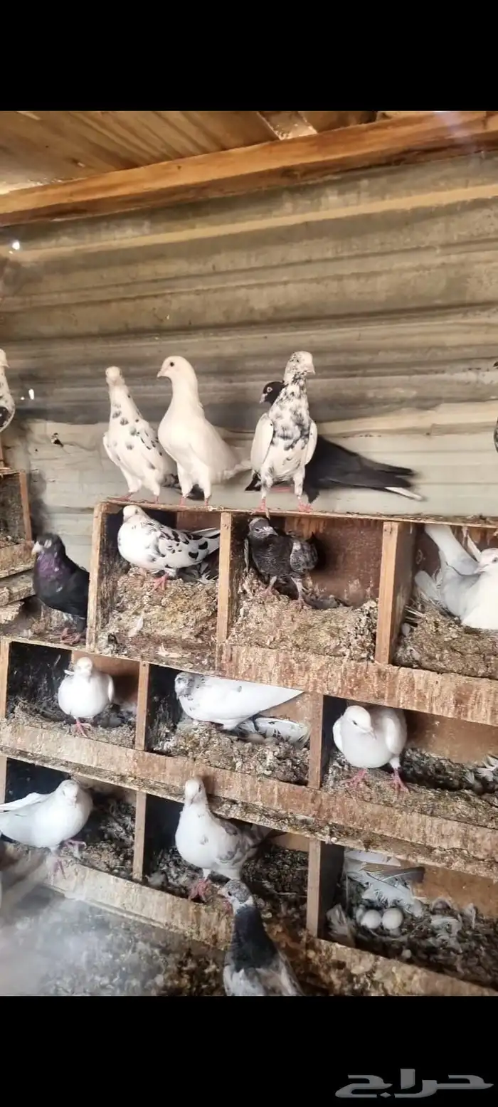 حمام قطايف 4