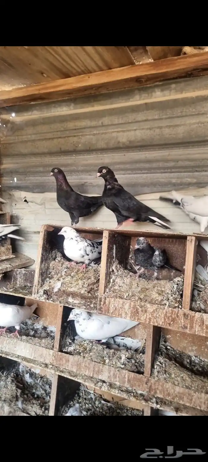 حمام قطايف 5