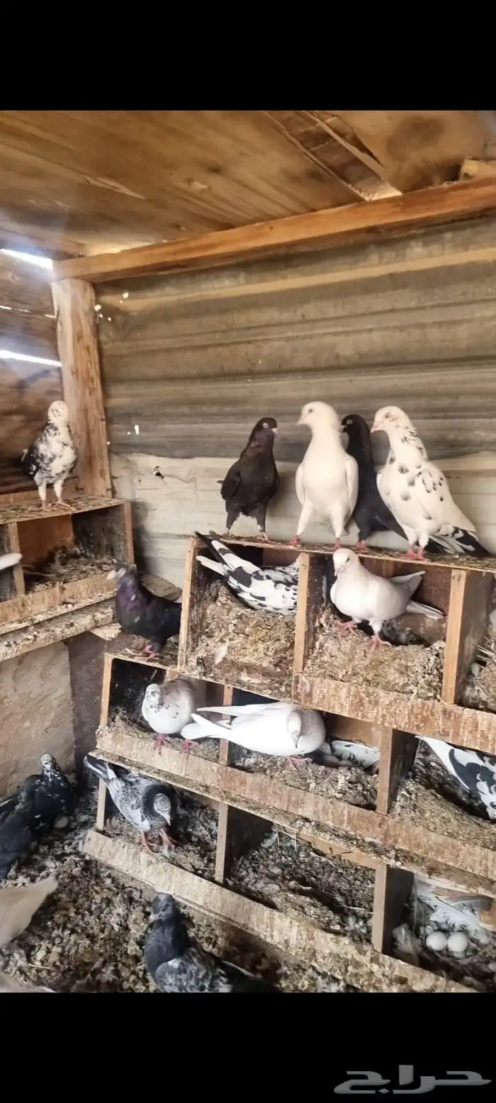 حمام قطايف 3