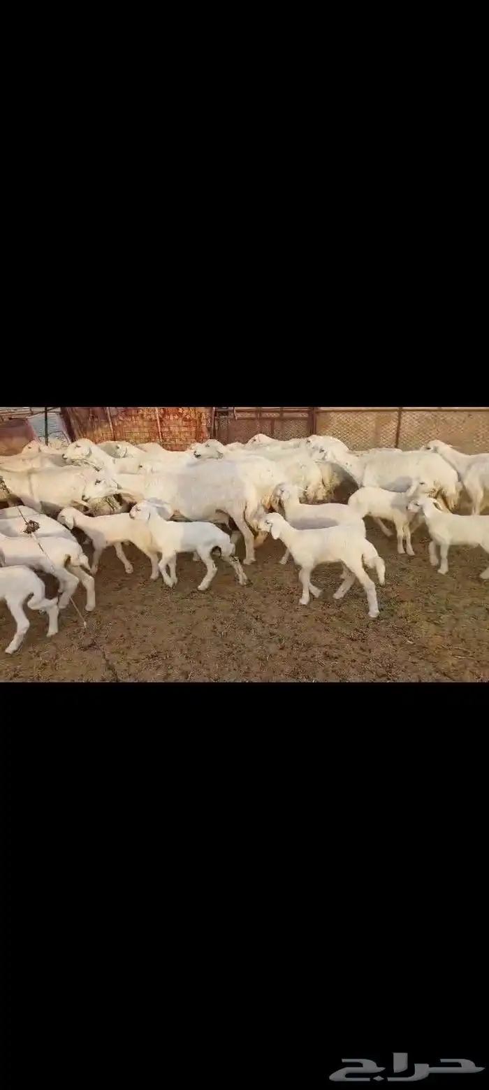 غنم كفو مراح واحد 20 يتبعها 26 فيها 10 ثنيه جذعه رباع 0