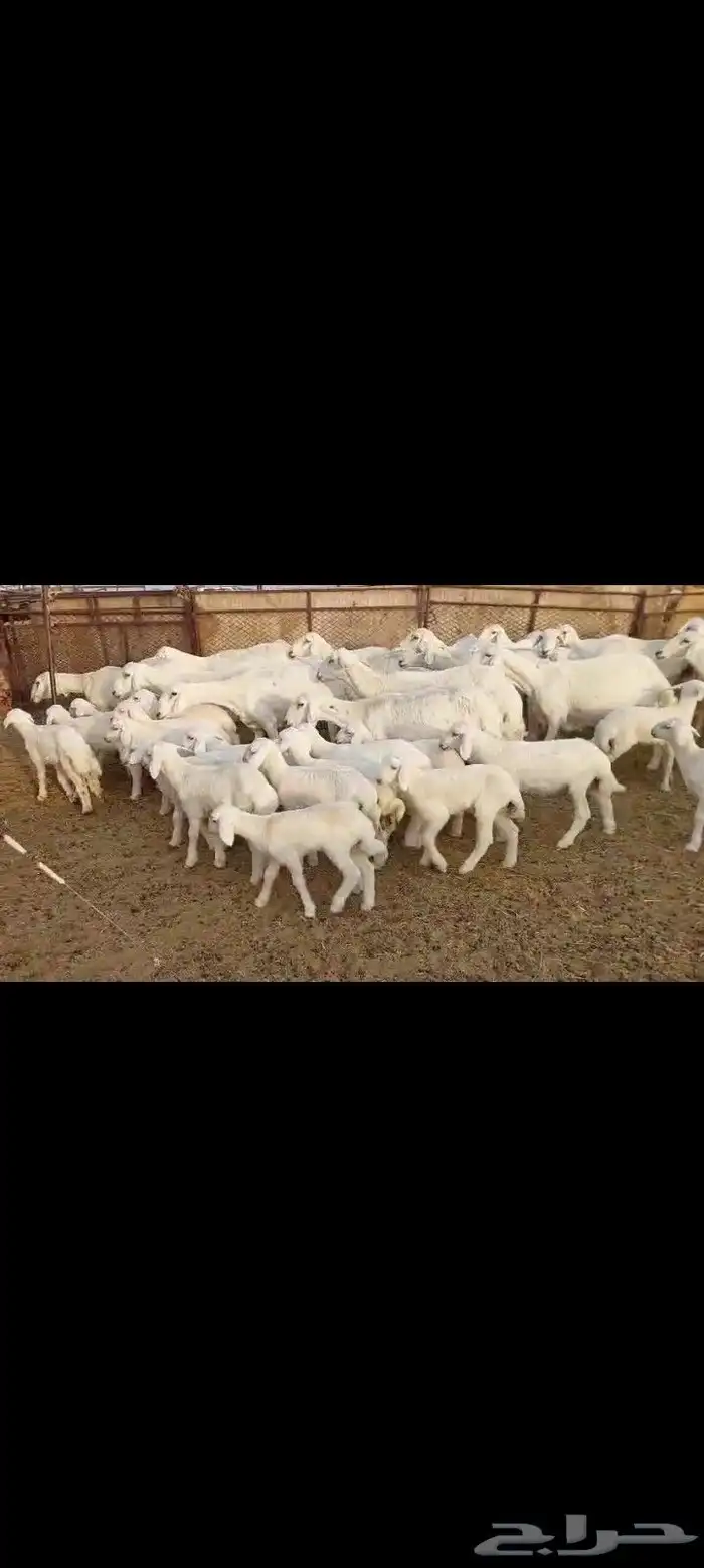 غنم كفو مراح واحد 20 يتبعها 26 فيها 10 ثنيه جذعه رباع 2