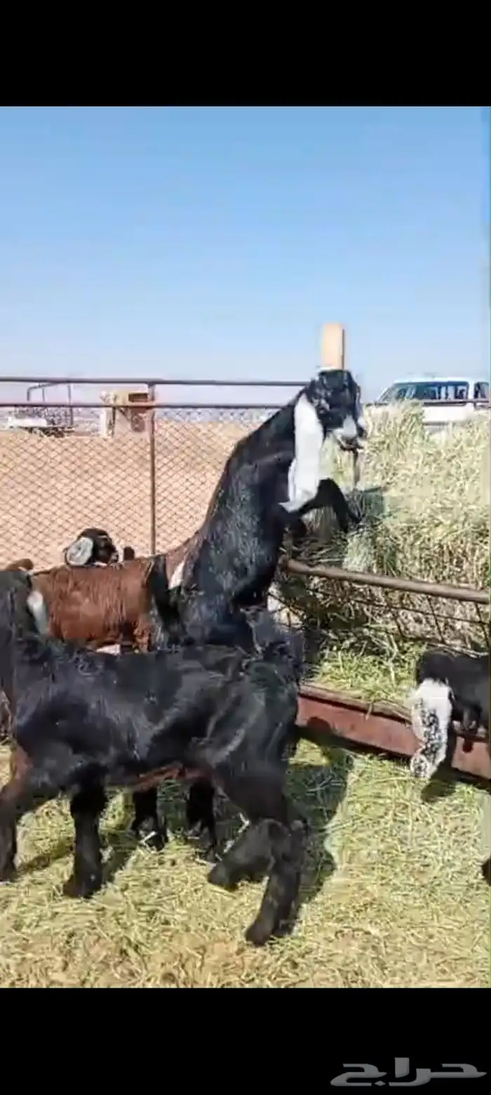 دواغير العدد 11 اعمارها من شهر الى شهرين صحه شرط وتاكل شعير 0