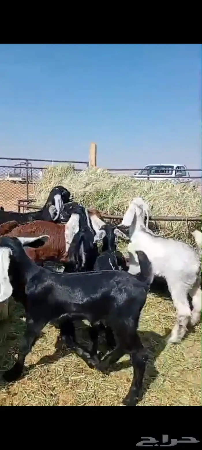 دواغير العدد 11 اعمارها من شهر الى شهرين صحه شرط وتاكل شعير 2