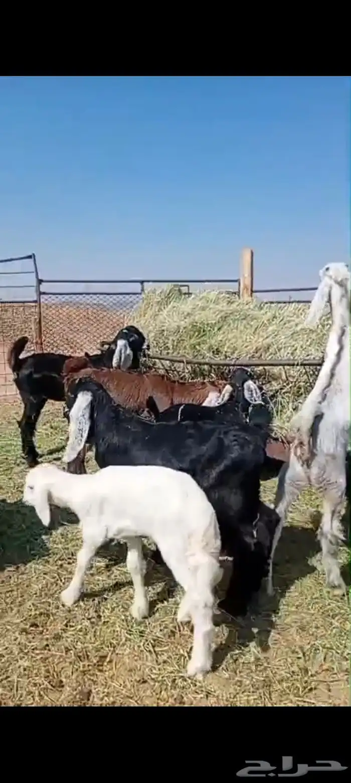 دواغير العدد 11 اعمارها من شهر الى شهرين صحه شرط وتاكل شعير 3