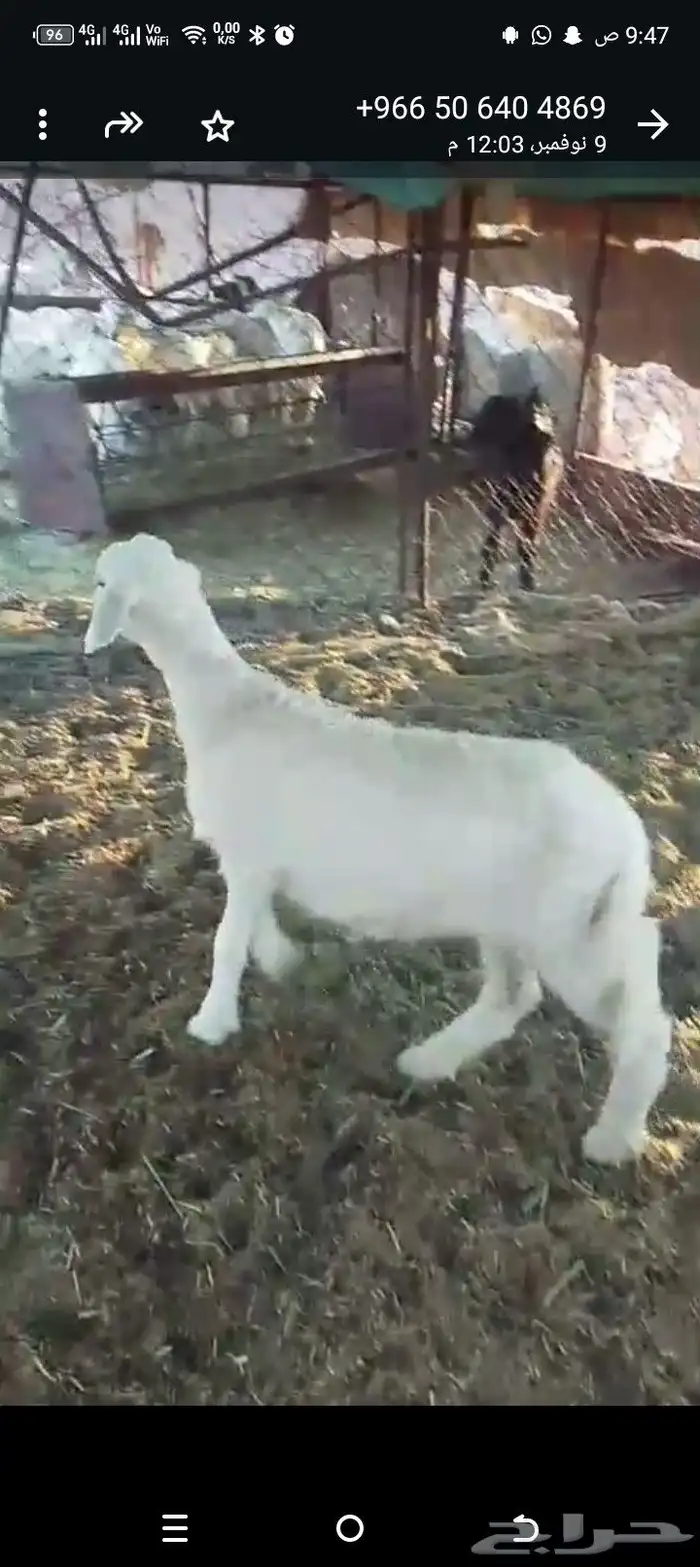 طلي حري العمر 3شهور تم البيع الله بارك البايع والمشتري 2